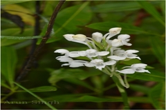 Habenaria roxburghii